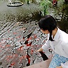 acilya_51534