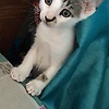 dino_40921