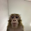 emon_29