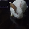 Yeongsumao
