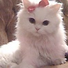 giaanii