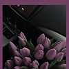 aven_78005
