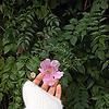 fatimaelh_72781