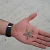 ahmed_28006