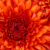 steve_25379