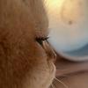 bnsalma_15399