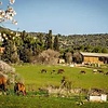 Faycel863