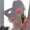 rosa_80244