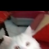 revaaa_kiyut