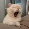 naasasyahl_67697