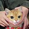54088