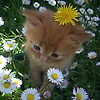user_386341