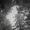 oli_73163