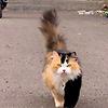 farhat_86277