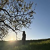 cyra_31382