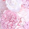 vie_91901