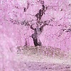jamilly_96439