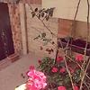 drbatata_30832