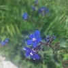 abir_26423