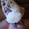 diepsteblou