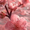 di.zrin