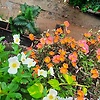 jannatul_31727