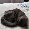 lau_63088