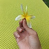 aawwii