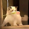 user_741465