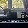 ali_80189