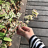 sour_candy