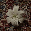 Ameel_k