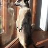 rmeerkat