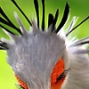 mohammad_43409