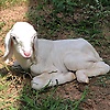 gibriel_20739