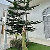 qira_80148