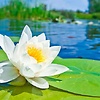 Pooja.1