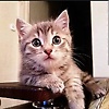 nelson_97762