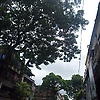 grace_0