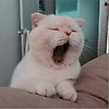 typics