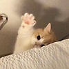 diyana_77843