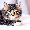 damian_90380