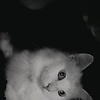 afou_50099