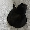 steve_36247