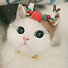 nur_57644