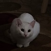 mhmmd_75051