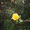 andi_54570
