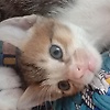 angel_34320