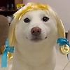 gavin_59026