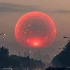 gul_79419